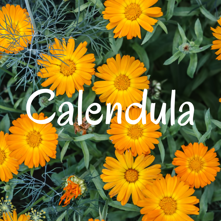 Calendula flowers with green leaves and the word 'Calendula' overlaid Organic Dried Calendula flowers AzielCo