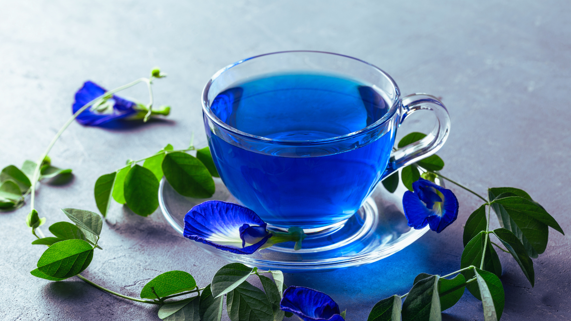 Blue tea in a glass cup with butterfly pea flowers on a light background